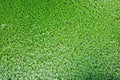 Closeup of duckweed floating plants floating green water surface background