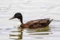 Closeup of a Duclair duck swimming in a pond Royalty Free Stock Photo