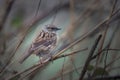 Closeup of a Dunnock perched on a plant in a field