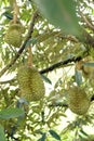 Closeup, Durian fruit on the tree