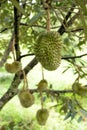 Closeup, Durian fruit on the tree