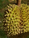 Closeup, Durian fruit on the tree