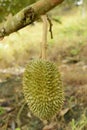 Closeup, Durian fruit on the tree