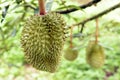 Closeup, Durian fruit on the tree