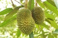 Closeup, Durian fruit on the tree