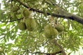 Closeup, Durian fruit on the tree