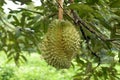 Closeup, Durian fruit on the tree