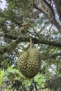 Closeup, Durian fruit on the tree