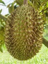 Closeup, Durian fruit on the tree