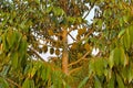 Durian fruit on the tree in the durian garden Royalty Free Stock Photo