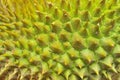 Closeup of durian texture Royalty Free Stock Photo