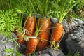 Closeup dutch carrots in the soil in carrot field Royalty Free Stock Photo