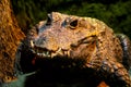 Closeup of Dwarf crocodile with sharp teeth on blur background Royalty Free Stock Photo