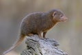 Closeup dwarf mongoose Royalty Free Stock Photo