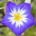 Convolvulus tricolor blue flower closeup