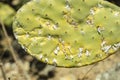 Closeup on dying Prickly cactus also named Cactus Pear, Nopal, higuera, palera, tuna, chumbera infested with cochineal scale in
