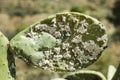 Closeup on dying Prickly cactus also named Cactus Pear, Nopal, higuera, palera, tuna, chumbera infested with cochineal scale in