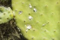 Closeup on dying Prickly cactus also named Cactus Pear, Nopal, higuera, palera, tuna, chumbera infested with cochineal scale in