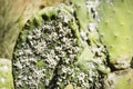 Closeup on dying Prickly cactus also named Cactus Pear, Nopal, higuera, palera, tuna, chumbera infested with cochineal scale in