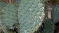 Prickly cactus infested with scale insects