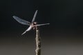 Closeup dynamic photo of a red-blue dragonfly