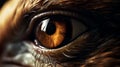 Closeup Eagle eye, Details, macro photography, Galaxy