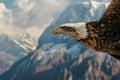 closeup of an eagle in flight with mountain peaks in background Royalty Free Stock Photo