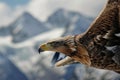 closeup of an eagle in flight with mountain peaks in background Royalty Free Stock Photo