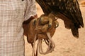 Closeup of am eagle sitting on a trainer hand