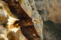 closeup of an eagle soaring, mountain cliffs filling the frame Royalty Free Stock Photo