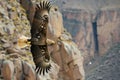closeup of an eagle soaring, mountain cliffs filling the frame Royalty Free Stock Photo