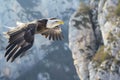 closeup of an eagle soaring, mountain cliffs filling the frame Royalty Free Stock Photo