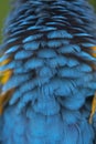 Closeup macaw feathers for background Royalty Free Stock Photo