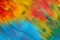 Closeup macaw feathers for background Royalty Free Stock Photo