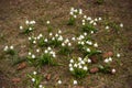 Closeup of early spring white snow drop plant growing densely in in the green forest meadow brown ground Royalty Free Stock Photo