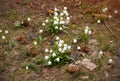 Closeup of early spring white snow drop plant growing densely in in the green forest meadow brown ground