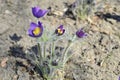 Violet pulsatilla patens in spring sun Royalty Free Stock Photo