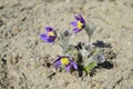 Violet pulsatilla patens in spring sun Royalty Free Stock Photo