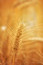 Closeup of ears of golden wheat on the field.