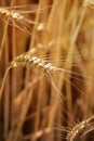 Closeup of ears of golden wheat on the field.