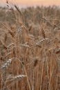 Closeup of ears of golden wheat on the field