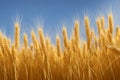 Closeup ears of golden wheat in wheat meadow with shiny light and blue sky background. Generative AI Royalty Free Stock Photo