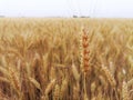 Closeup ears of ripe golden wheat. In the background a field of grain, horizon and a sky