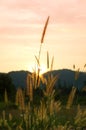 Closeup ears on a sunset background