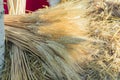 Closeup of ears of wheat background, selective focus