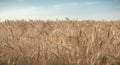 Closeup of ears of wheat in a field before harvest