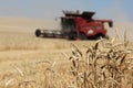 Closeup ears of wheat with red combine harvester