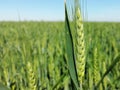 Closeup ears of young green wheat. In the background a field of grain, horizon and a blue sky Royalty Free Stock Photo