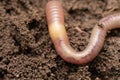 Closeup of earthworm body showing yellow clitellum and digestive track, Satara Royalty Free Stock Photo