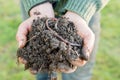 Closeup of Earthworm on a Heap of Compost on Hands